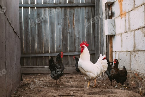 Preview: White Chicken Rooster Walking In Rustic Farmyard