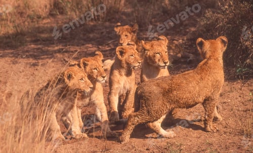 Preview: Six Lion Cubs in Kruger Park