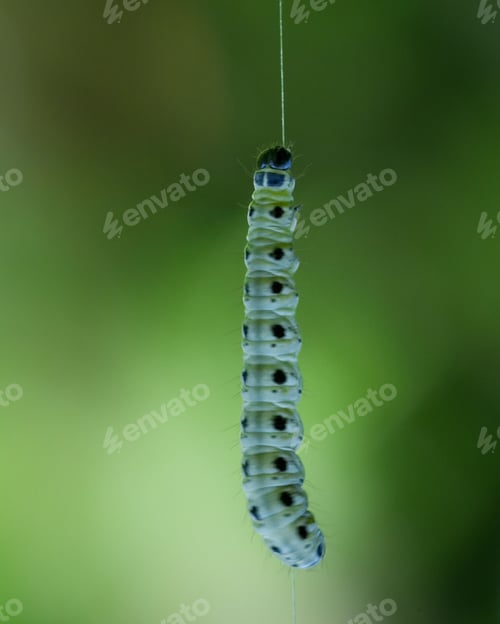 Preview: Vertical shot of a green caterpillar
