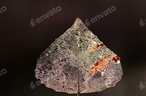 Preview: Macro shot of leaf vein skeleton. Abstract texture background.
