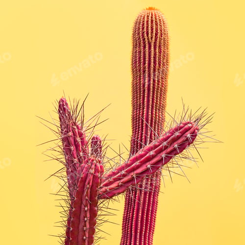 Preview: Cactus. Art Gallery Fashion Design. Minimal