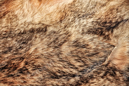 Preview: Close-up background wolfskin full frame. Gray wolf fur natural skin