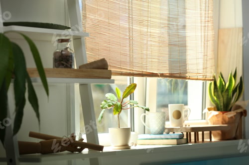 Preview: Green houseplants on window sill in room. Stylish interior
