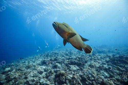 Preview: Humphead wrasse underwater swimming in a coral reef