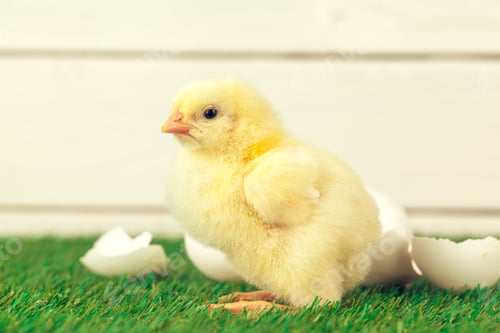 Preview: Little chicken on the grass. creative photo