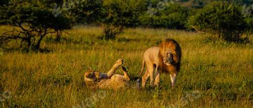 Preview: Lion male and female pairing during sunset in South Africa Thanda Game reserve Kwazulu Natal