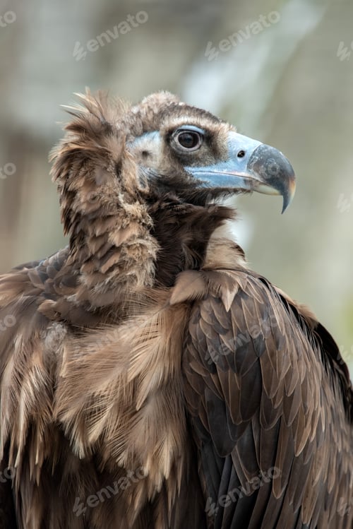 Preview: Griffon Vulture portrait