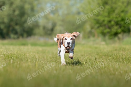 Preview: Beagle dog running on the grass in park