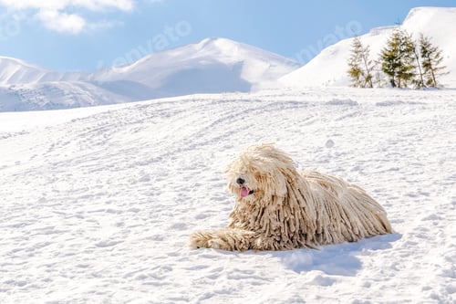 Preview: Hungarian white purebred puli breed dog,shepherd dog with dreadlock on snow at winter in mountains