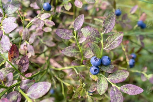 Preview: Ripe, tasty blueberries on the bushes in the forest. Harvest of Vaccinium myrtillus berries