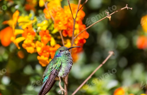 Preview: Kolibri
