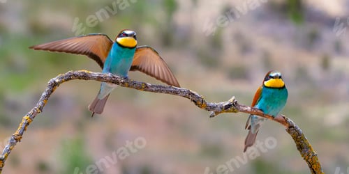 Preview: Bee-eater