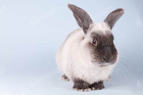 Preview: pets, bunny, scared, rabbit, hare