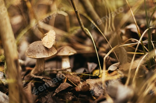 Preview: Beautiful edible mushroom with brown cap in autumn sunny woodland. Brown Birch Bolete. Soft Focus