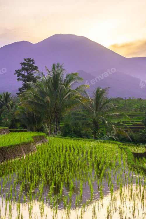 Preview: beautiful morning view from Indonesia of mountains and tropical forest