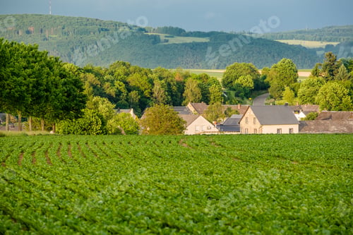 Preview: Rows of young green plants on a fertile field with dark soil in warm sunshine under dramatic sky