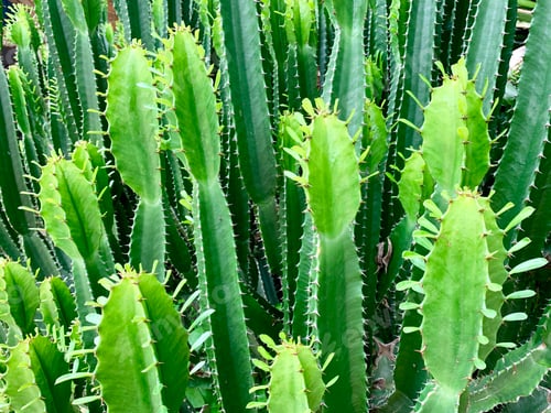 Preview: Cactus