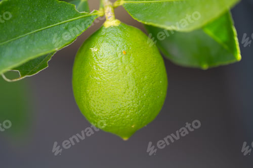 Preview: Close-up of a fresh green lime hanging from a tree branch with leaves