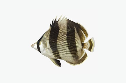Preview: Laterally posed butterflyfish with extended fins