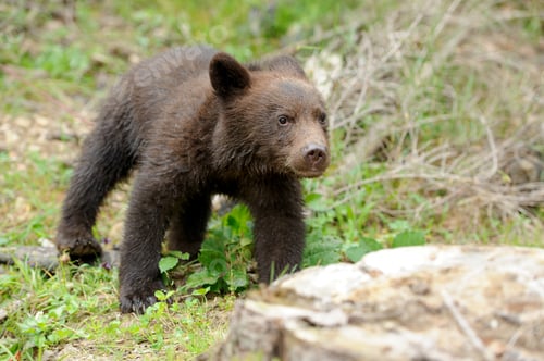 Preview: Brown bear cub