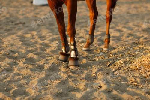 Preview: Woman rider jockey in helmet and white uniform preparing horse racing.