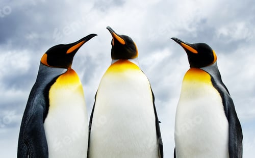 Preview: Three King Penguins