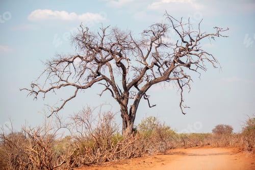 Preview: African savannah arid landscape, Bare tree on the reddish dirt road side, blue sky