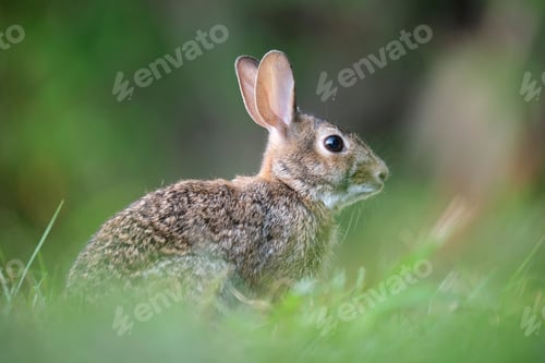 Preview: Grey small hare eating grass on summer field. Wild rabbit in nature