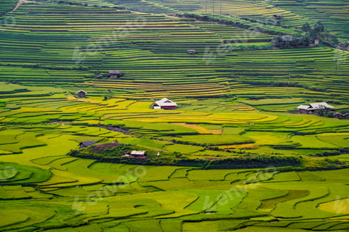 Preview: Paddy rice terraces, green agricultural fields in countryside of mountain hills valley, Vietnam.