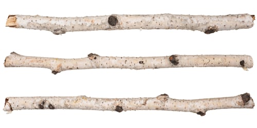 Three Birch Tree Branches on White Background