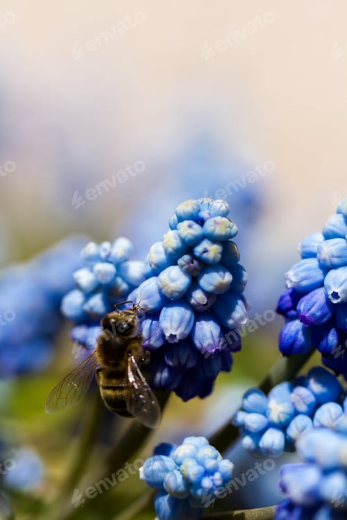 Preview: Common grape hyacinth