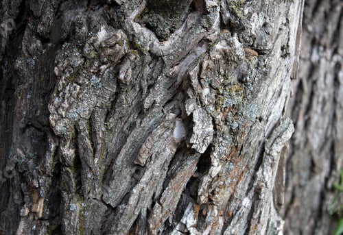 Preview: Close-up textured bark of old trees growing in a row. Natural background. Conservation of nature