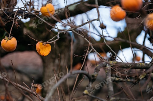 Preview: Tree branches with persimmon fruit in late autumn. One fruit is half eaten.