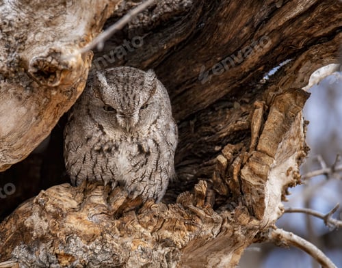 Preview: Eastern screech owl roosting