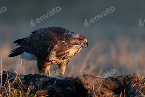 Preview: Common buzzard (Buteo buteo)