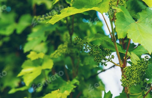 Preview: Blooming grapes in the garden. selective focus.
