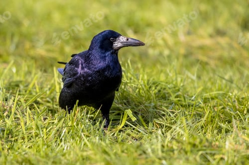 Preview: Portrait of Eurasian rook