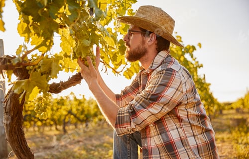 Preview: Man farmer collects grapes vineyard