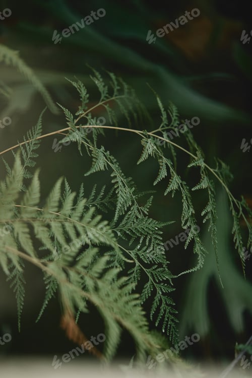 Preview: selective focus of branches with green leaves of cypress on blurred background