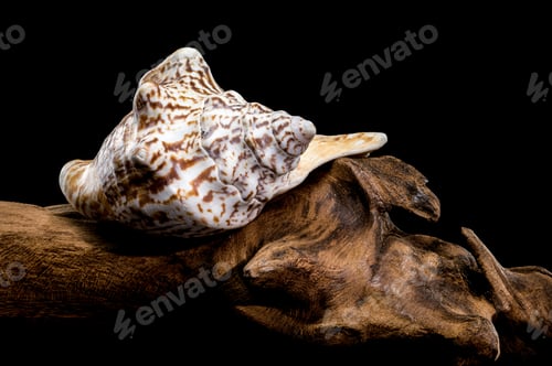 Preview: Lobatus raninus seashell on driftwood black background