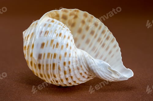 Preview: Tonna Dolium Sea Shell Close-Up on brown