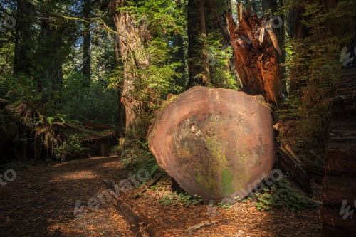 Preview: Durable Redwood Tree Timber