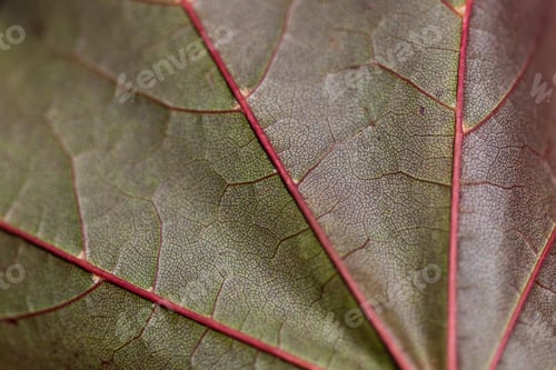 Preview: Leaf veins creating an intricate pattern on a green surface
