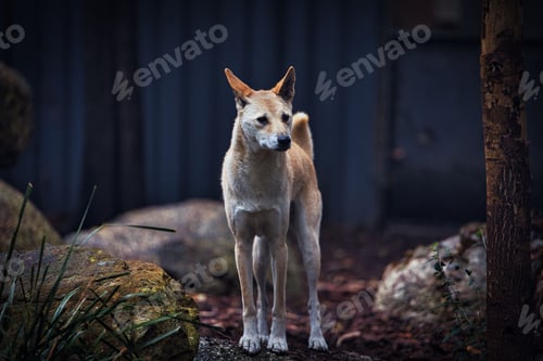 Preview: Selective of a dingo near a house
