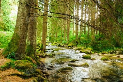Preview: Flowing stream on the forest