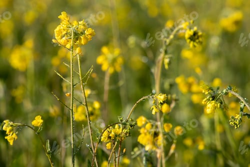 Preview: Country side farming.