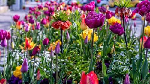 Preview: garden