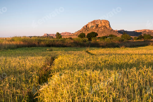 Preview: Rice fields at sunrise with mountains of Isalo National Park behind, Ihorombe Region, Southwest Mada