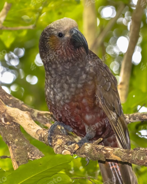 Preview: New Zealand native Kaka parrot on branch