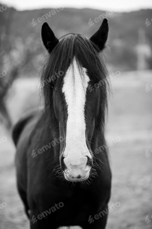 Preview: Closeup grayscale shot of a black horse in the farm